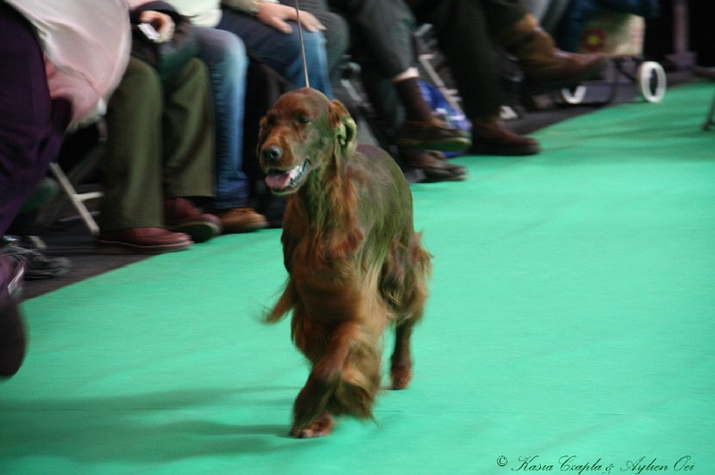 Crufts2011 773.jpg